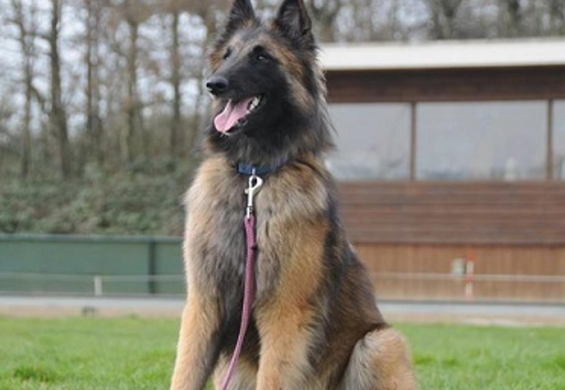 Gehoorzaamheid  Gevorderd