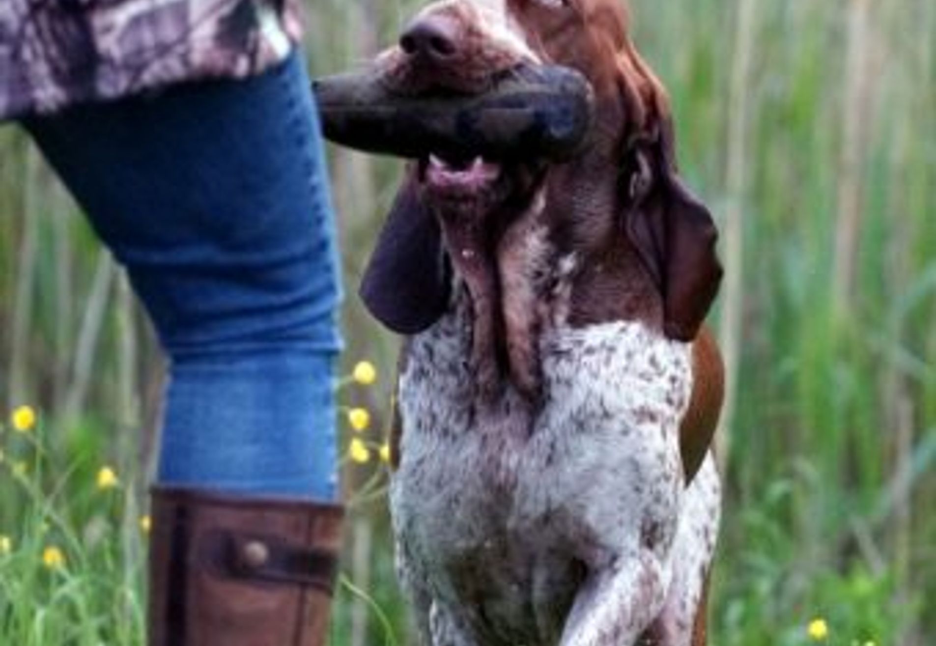 Apporteren en dirigeren