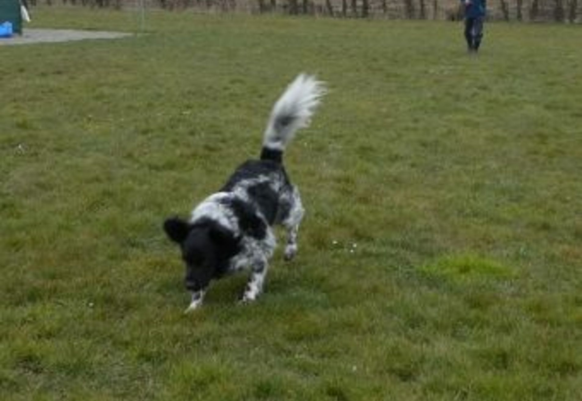 Apporteren en dirigeren