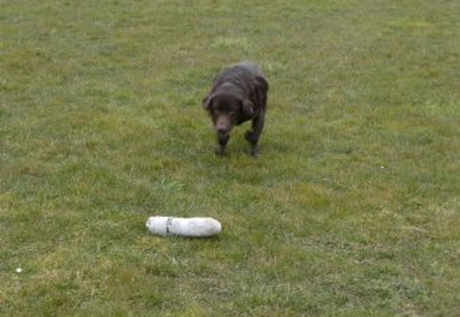 Apporteren en dirigeren