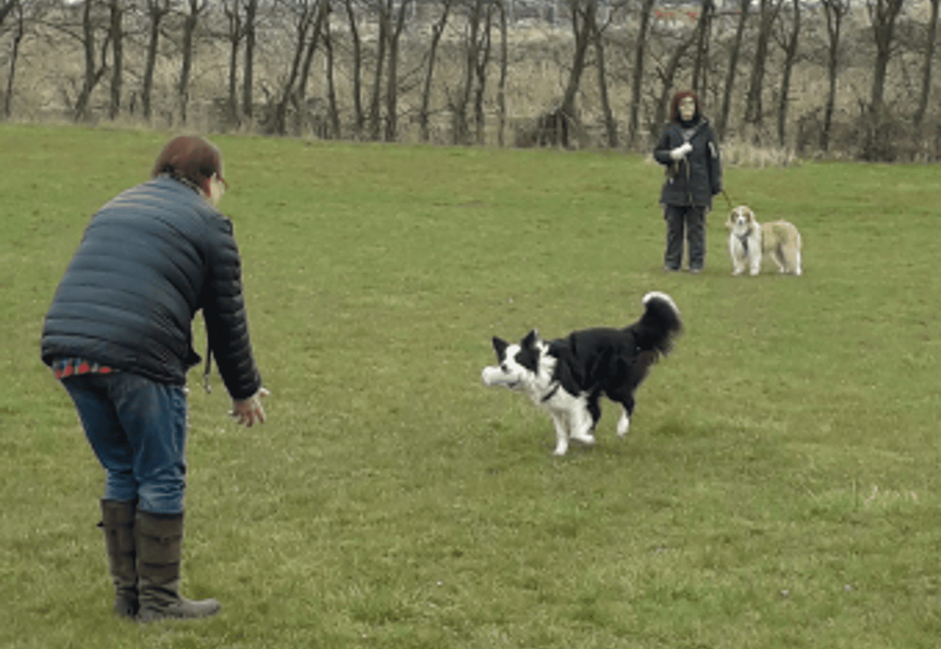 Apporteren en dirigeren