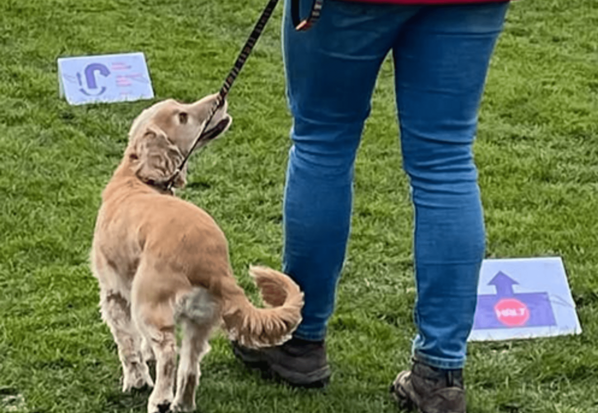 Rally Obedience (Rally-O)
