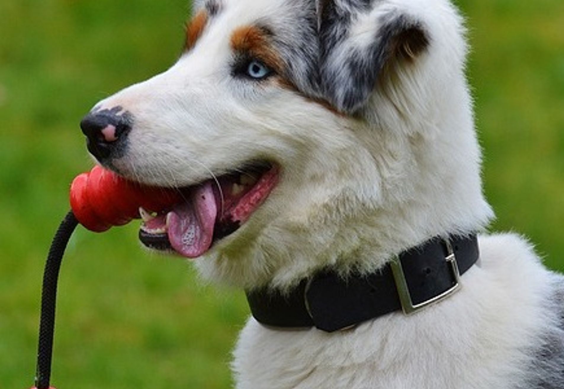 Gehoorzame Puber cursus