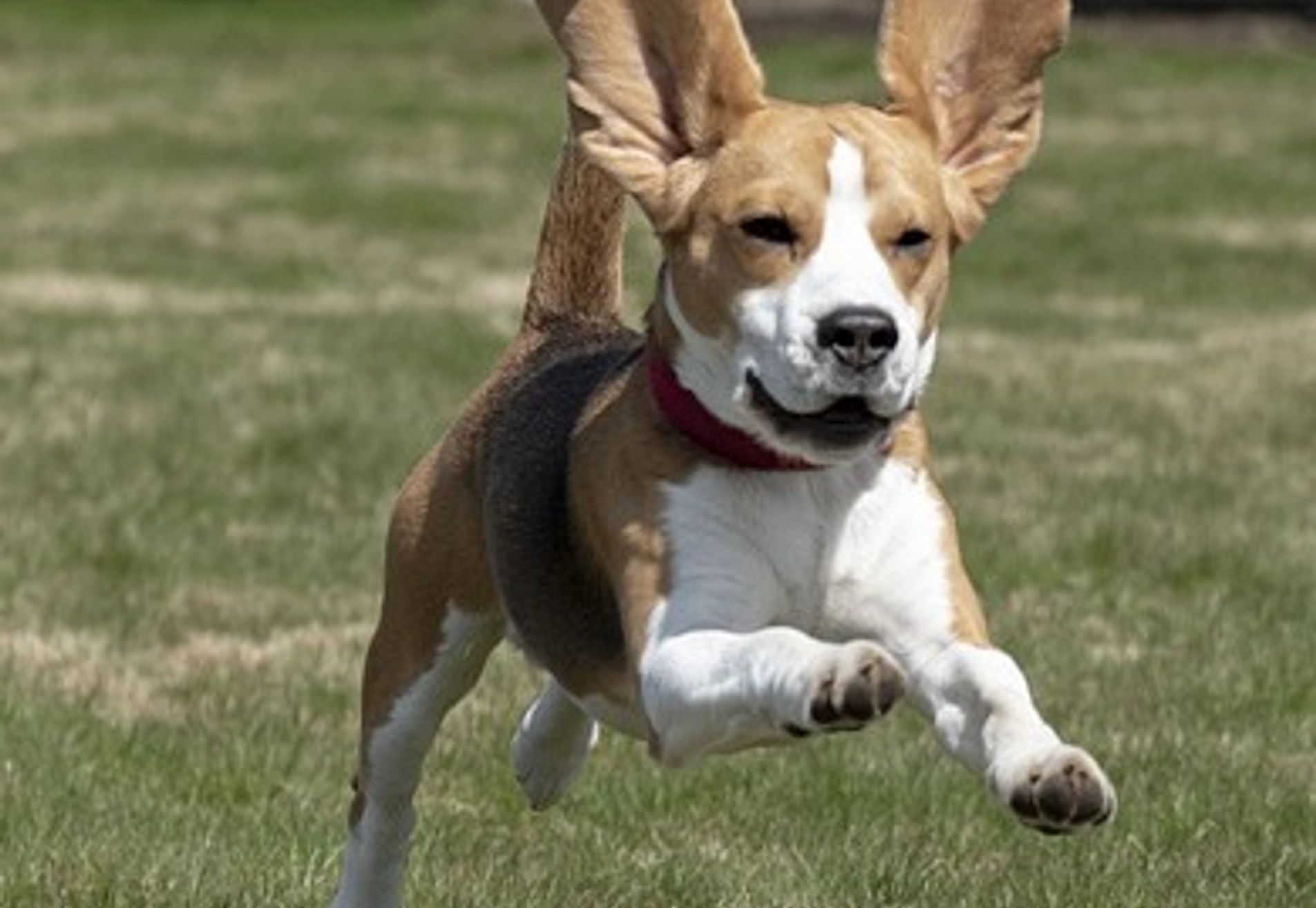 Gehoorzame Puber cursus