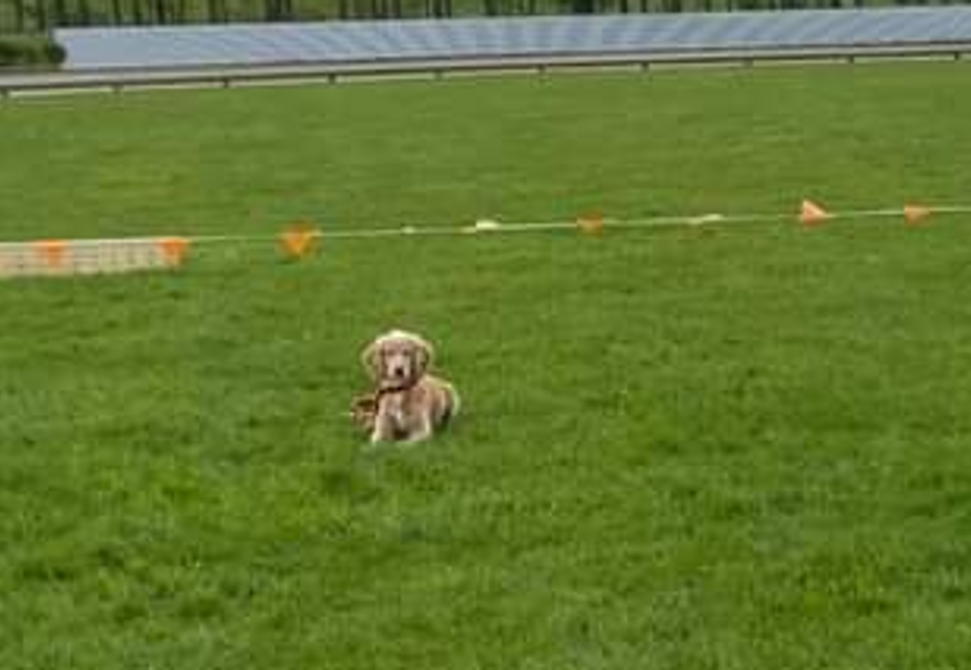 FCI Obedience Beginners