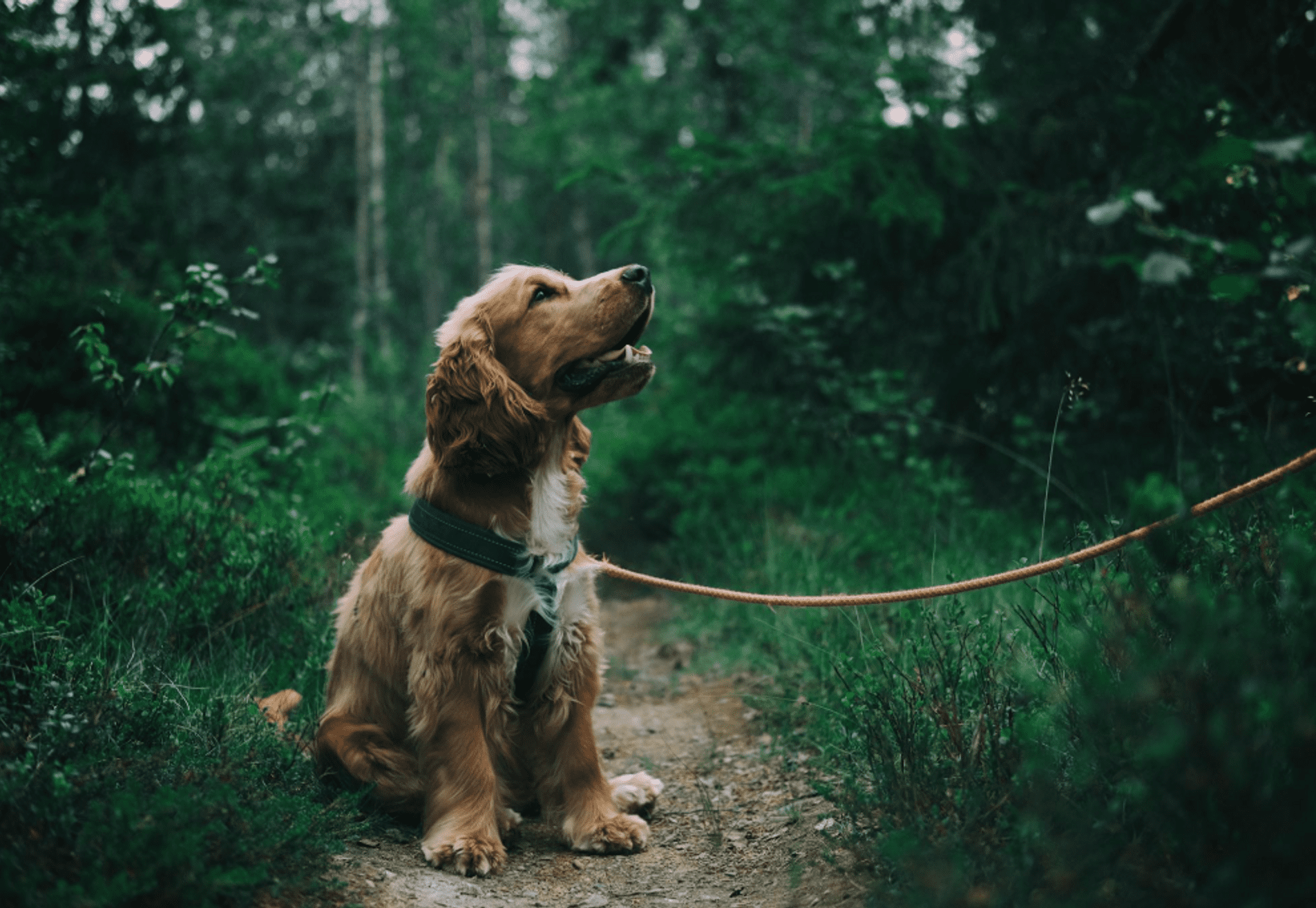 Wandelen met een ontspannen riem (online)