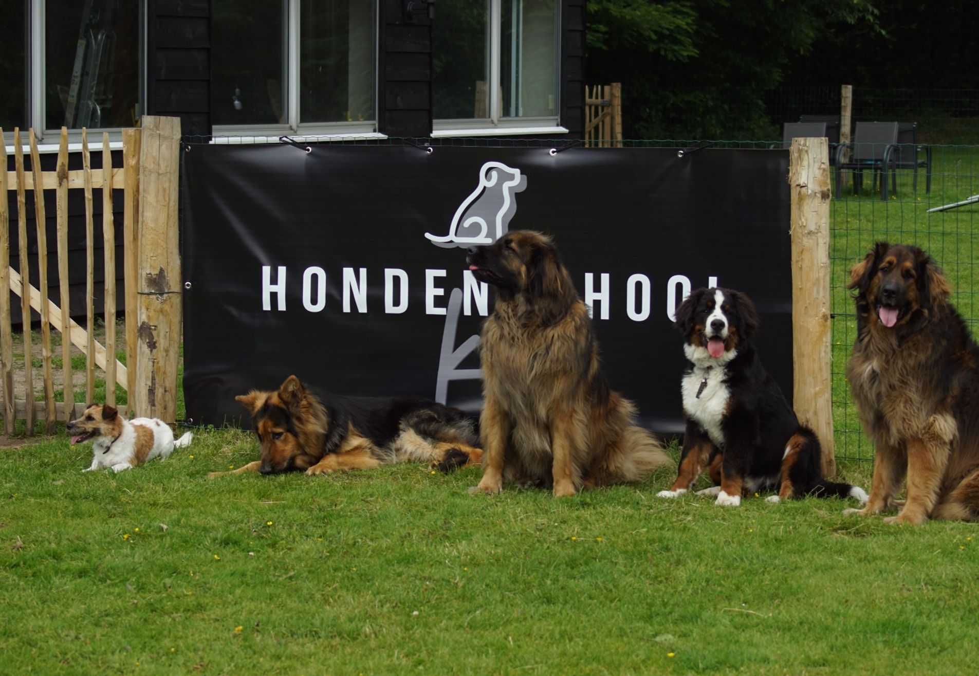 Sociale hond cursus