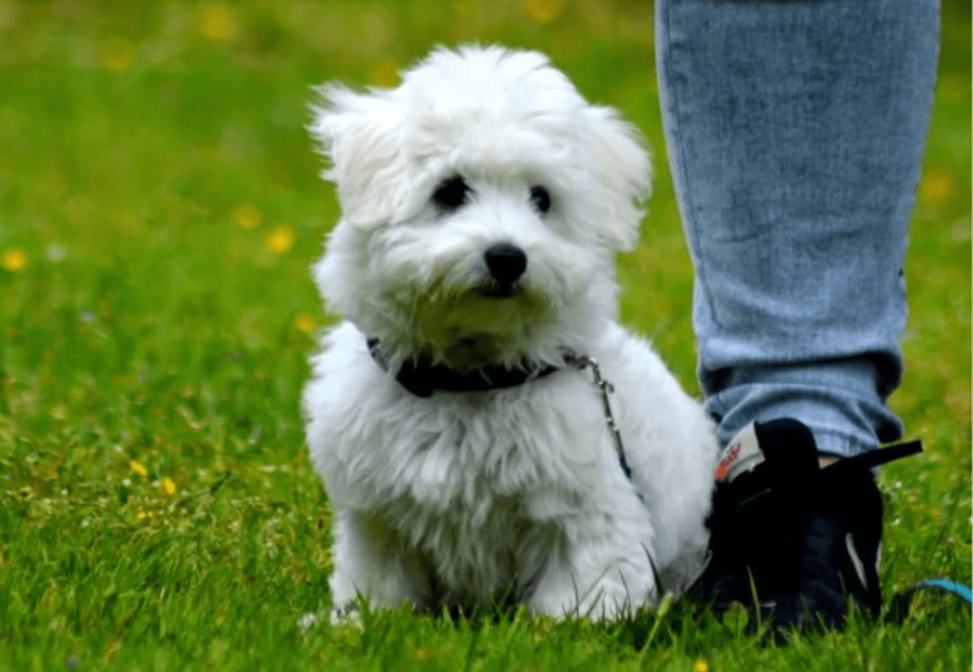 Puppycursus op het veld