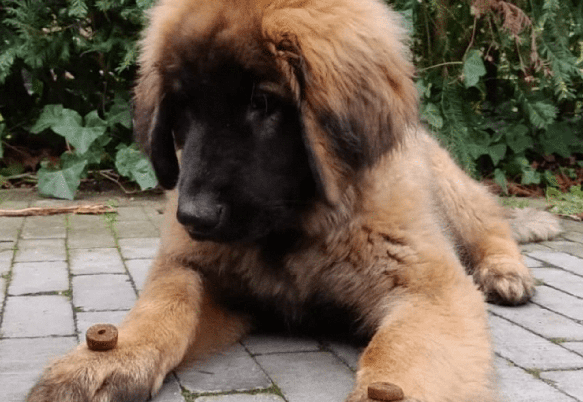 Puppycursus op het veld