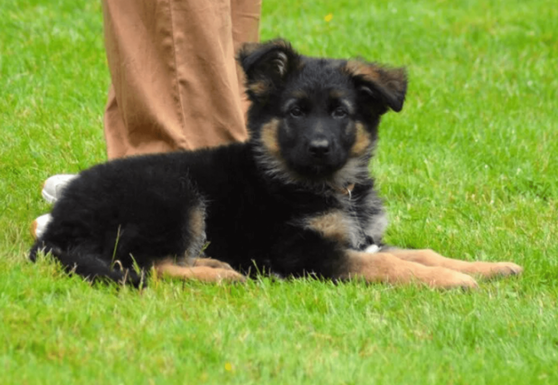 Puppycursus op het veld