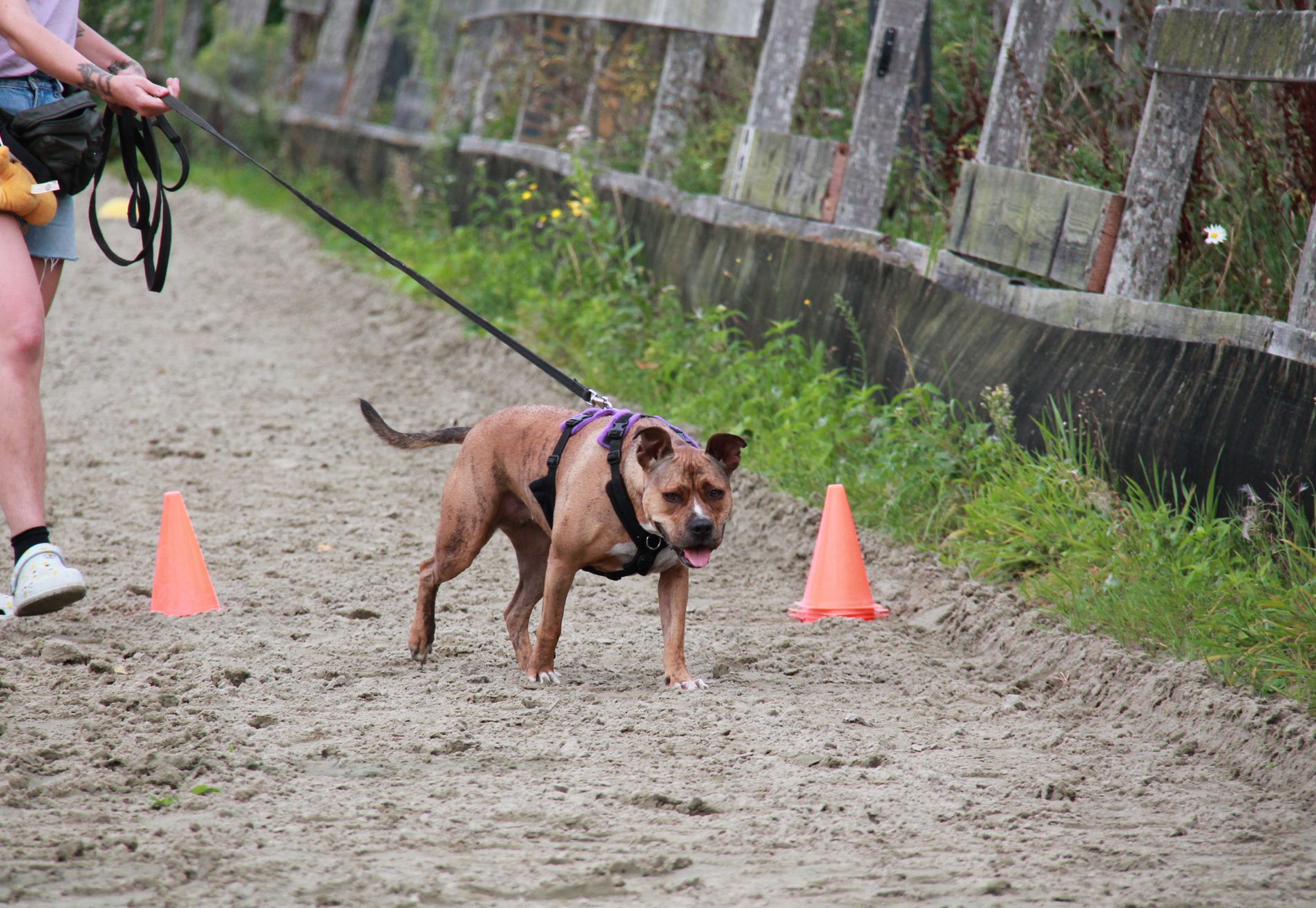 Reactieve hond