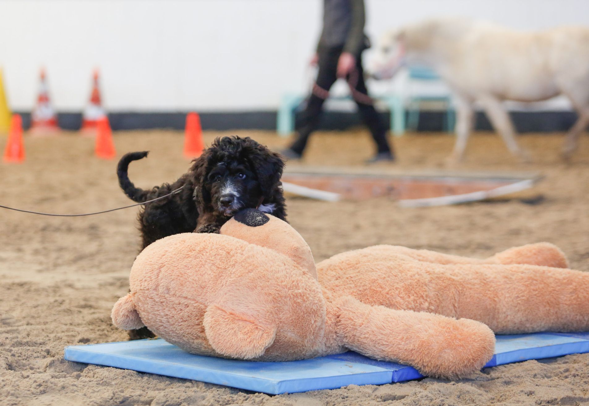 Puppycursus