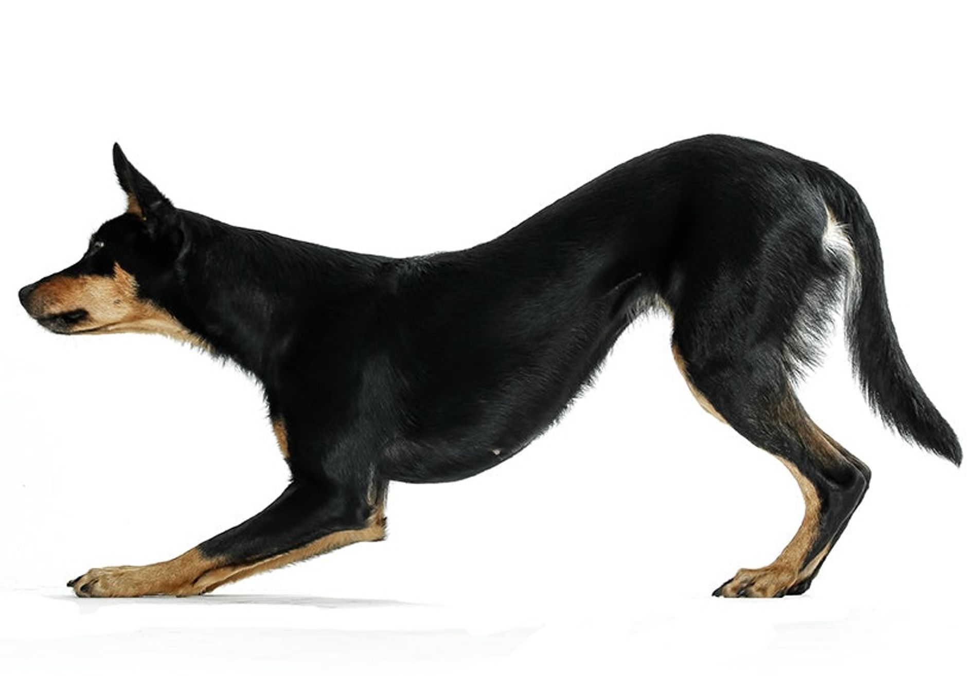 Canine fitness