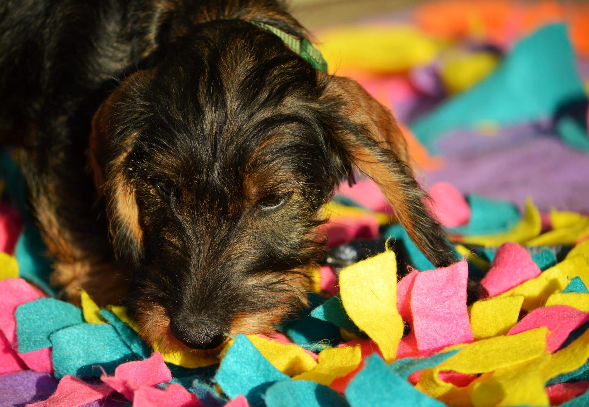 Puppytraining