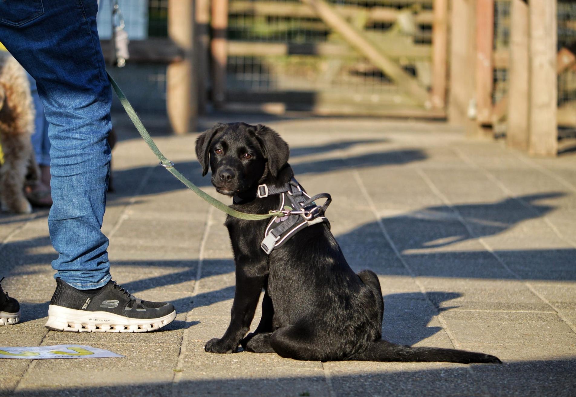 Puppytraining