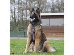 Gehoorzaamheid  Gevorderd