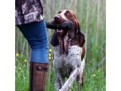 Apporteren en dirigeren