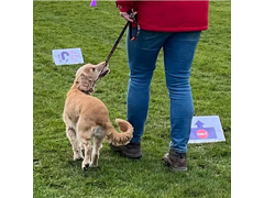 Rally Obedience (Rally-O)