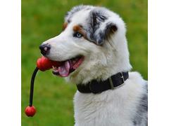 Gehoorzame Puber cursus