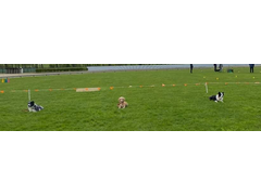 FCI Obedience Beginners