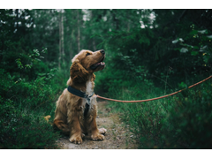 Wandelen met een ontspannen riem (online)