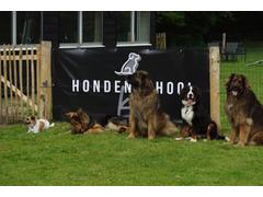 Sociale hond cursus