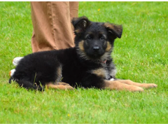 Puppycursus op het veld