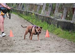 Reactieve hond
