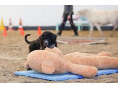 Puppycursus