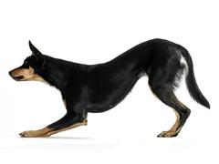 Canine fitness