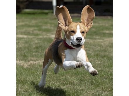 Gehoorzame Puber cursus