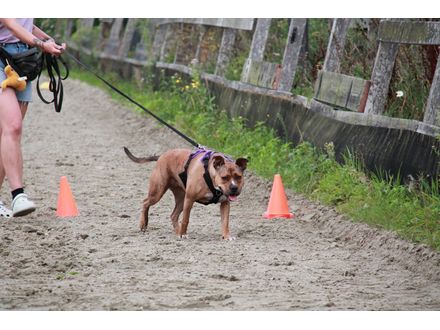 Reactieve hond